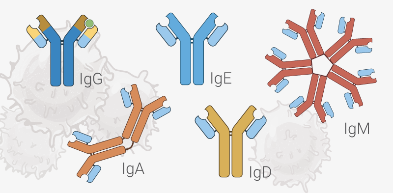 CMHE Marketing Image - Immunoglobulins